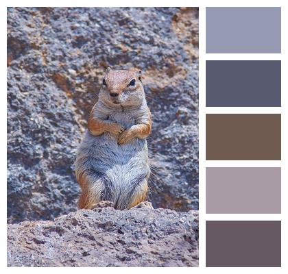 Cozy Small Animal Ground Squirrel Wildlife Nature Cute Image